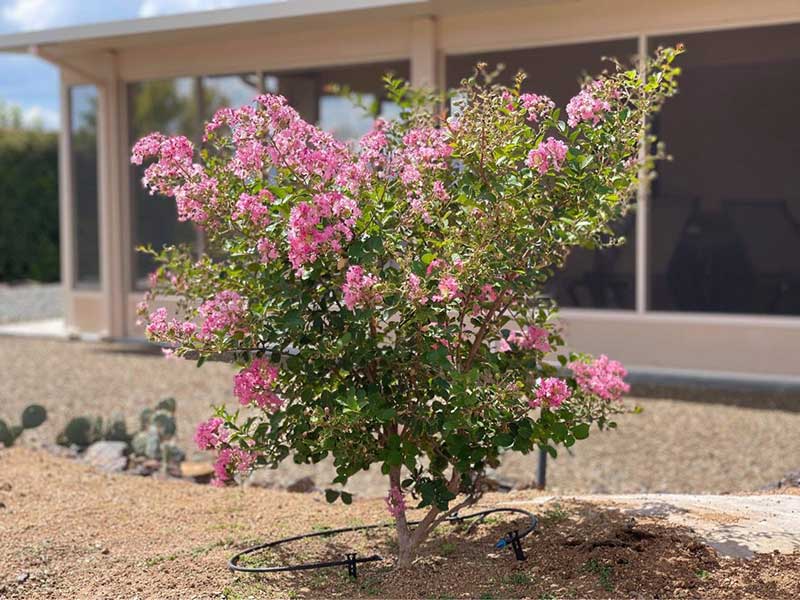 Pink Flower Bush surrounded by Irrigation Lines